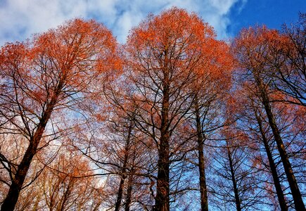 Autumn trees tall straight