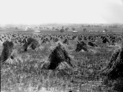 Wheat sheaves in stooks from The Powerhouse Museum Collection photo