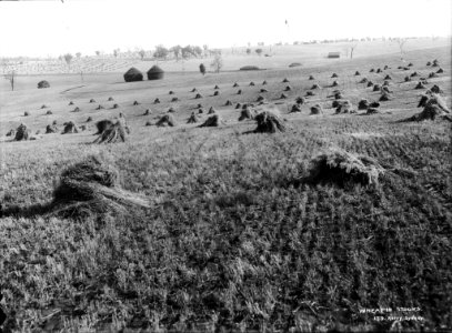 Wheat in stooks from The Powerhouse Museum Collection photo