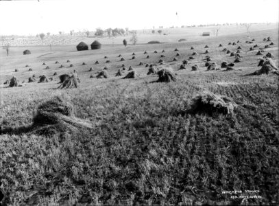 Wheat in stooks from The Powerhouse Museum Collection