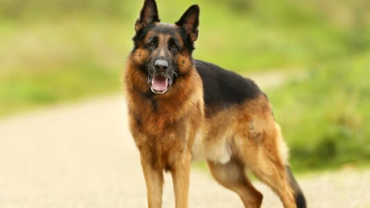 German shepherd dog friend loyalty