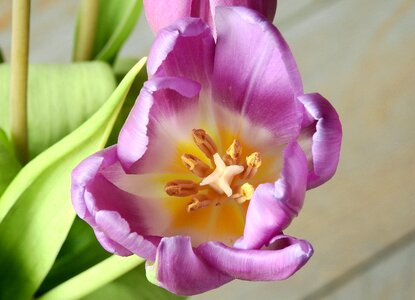 Easter plant sheet