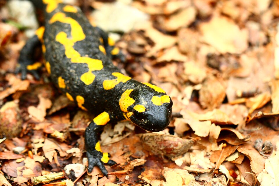 Yellow black nature conservation