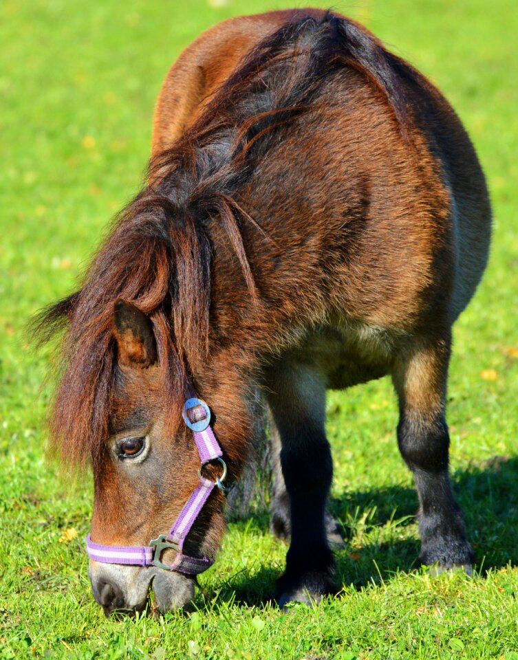 Brown small horse breed seahorses