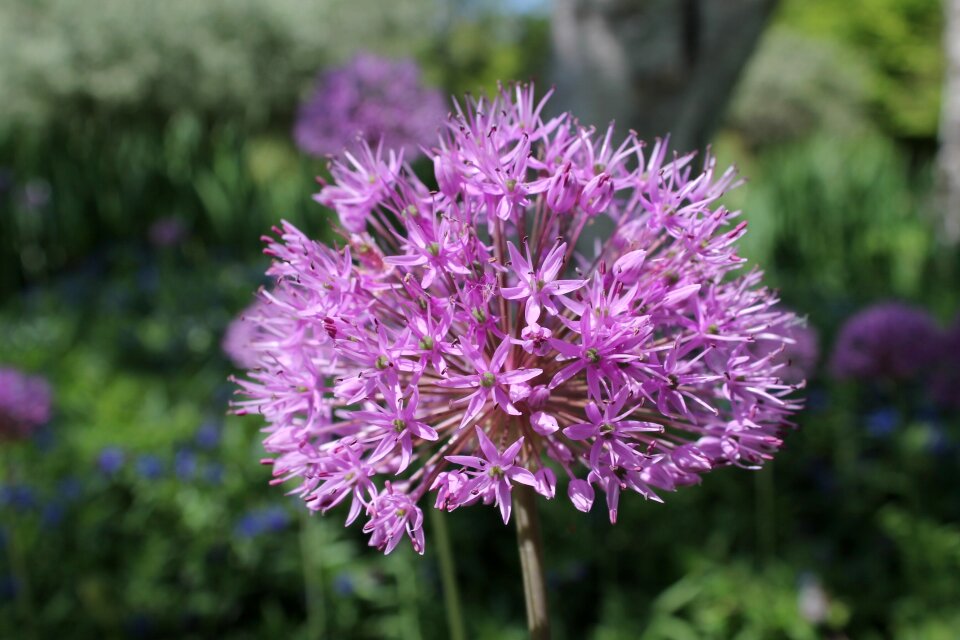 Summer garden flowers