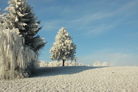 Frozen wintry white photo