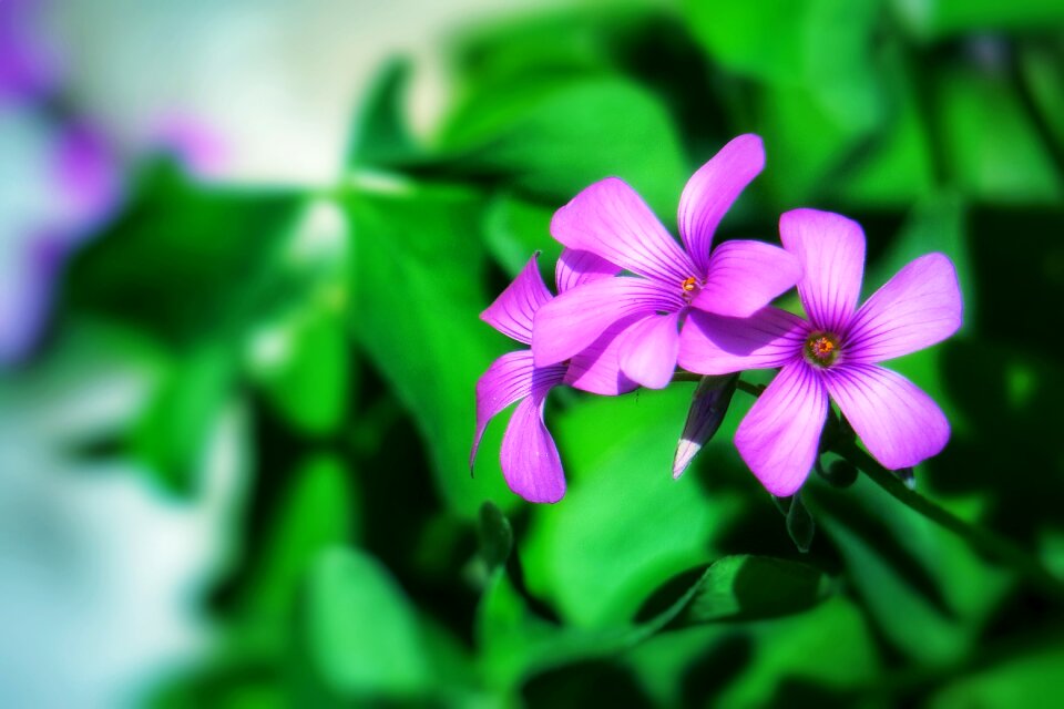 Wild flowers wild nature