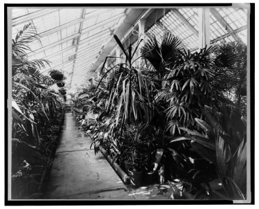 White House conservatory, Washington, D.C. LCCN2001695069