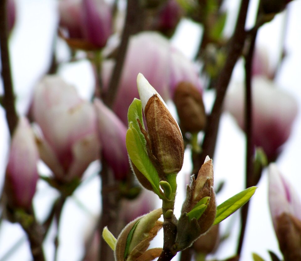 Flower magnolia nature