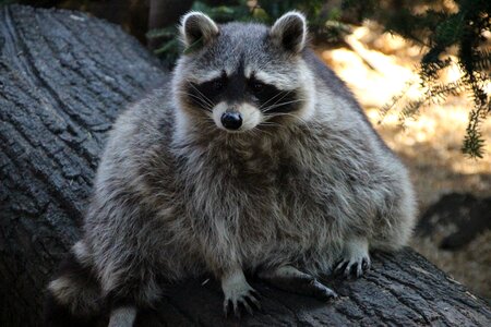 Mammal sweet curious