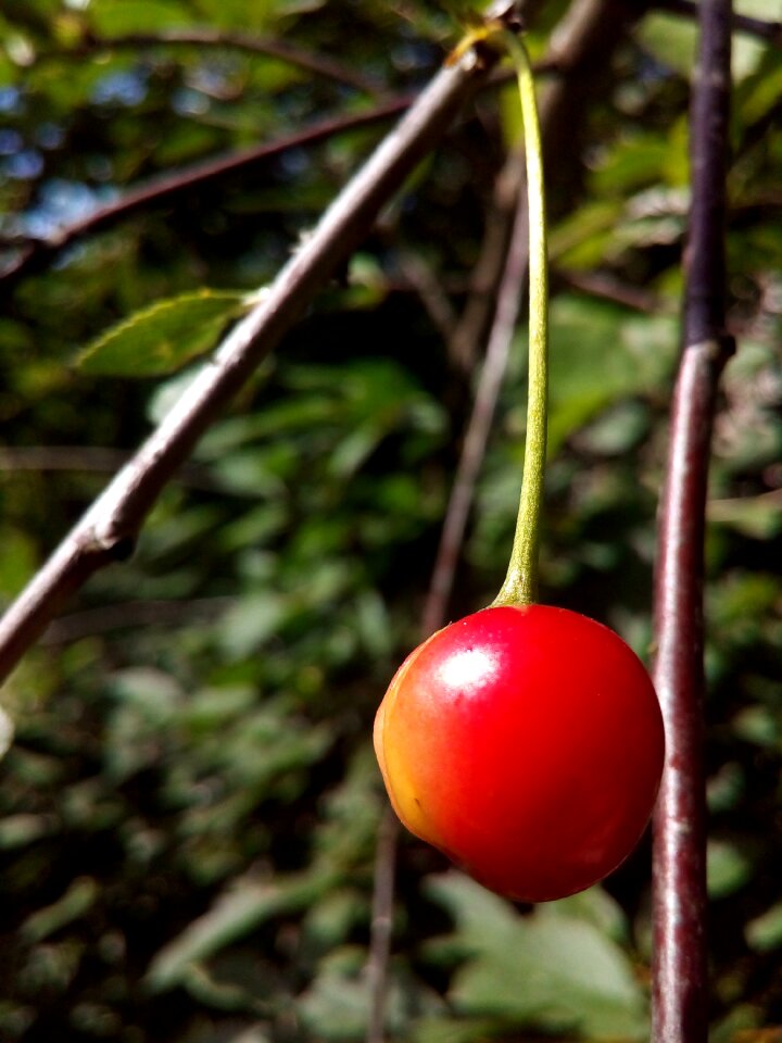 Berry red summer