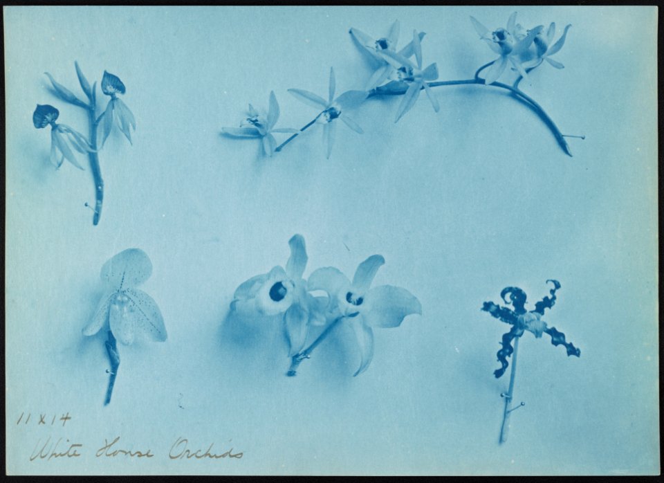 White House orchids LCCN2012646235