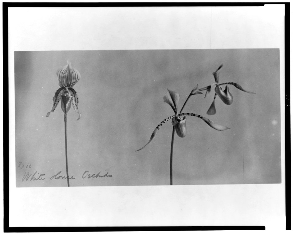 White House orchids LCCN2002713062