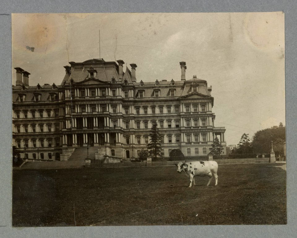 White House pets Pauline, who furnished milk and cream for the Taft household was pastured on the lawns of the White House and State Department, the latter shown in the background. LCCN2001706108