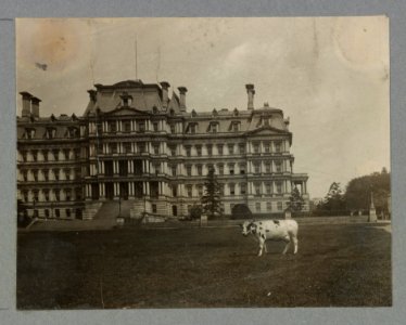 White House pets Pauline, who furnished milk and cream for the Taft household was pastured on the lawns of the White House and State Department, the latter shown in the background. LCCN2001706108