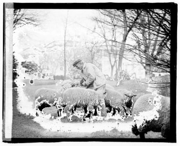 White House sheep LCCN2016827489