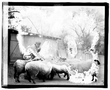 White House sheep LCCN2016827492