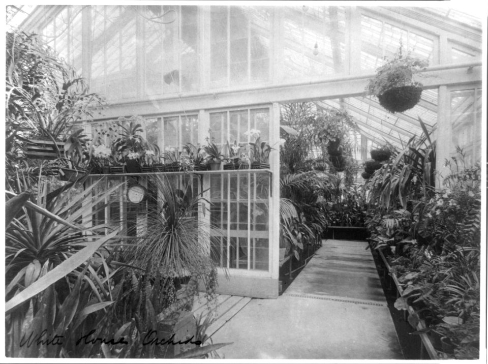 White House orchids LCCN96515896
