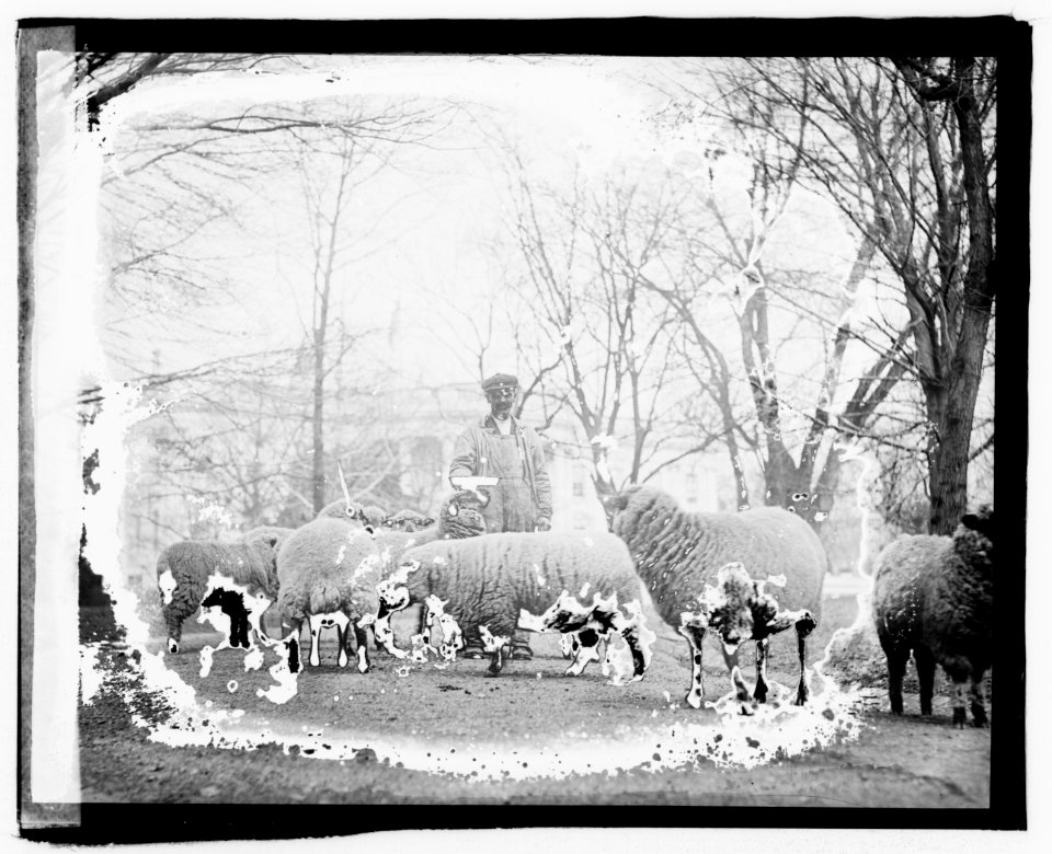 White House sheep LCCN2016827491