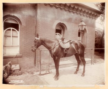 White House stables - Mrs. Roosevelt's mare LCCN2010645539