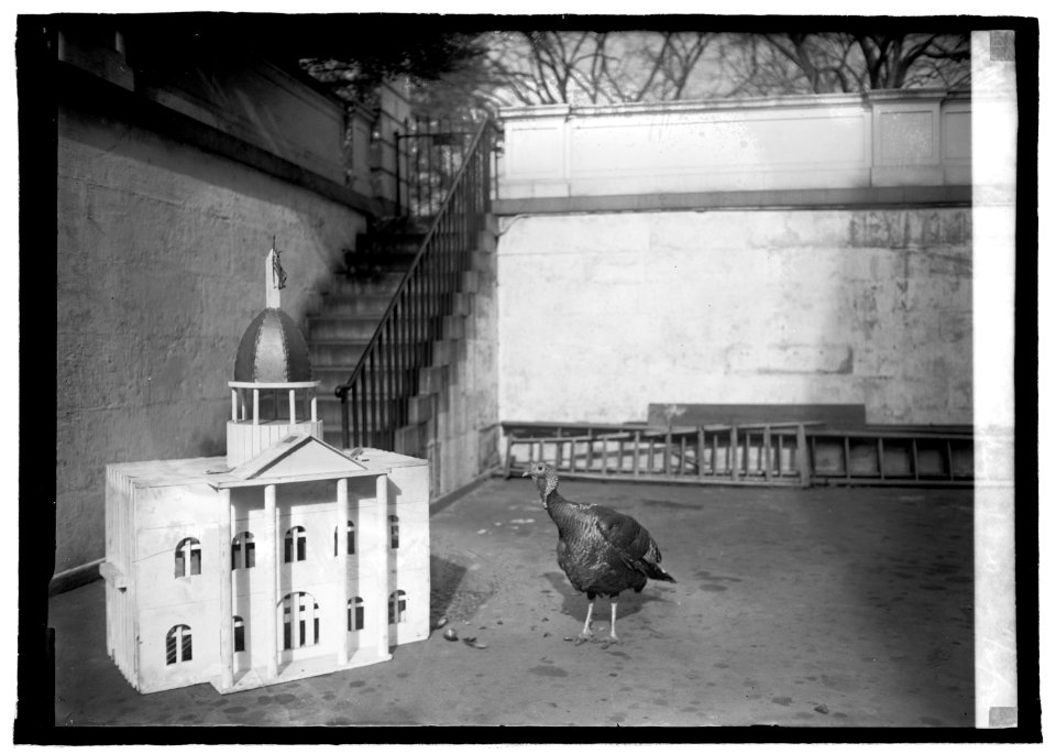 White House turkey, 1920, 11-20-20 LCCN2016844794