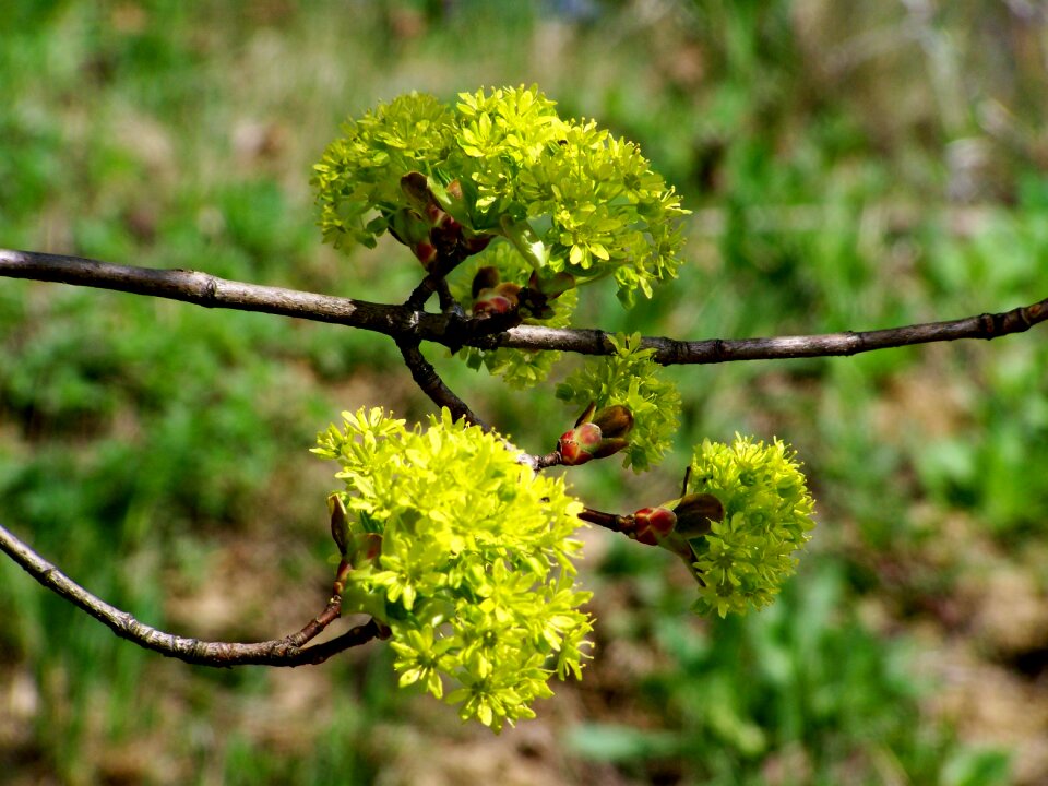 Nature plant spring photo