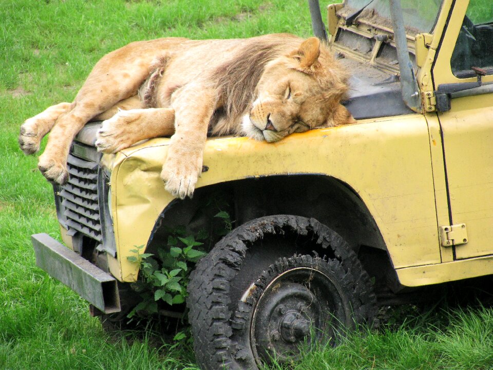 Wild lioness predator