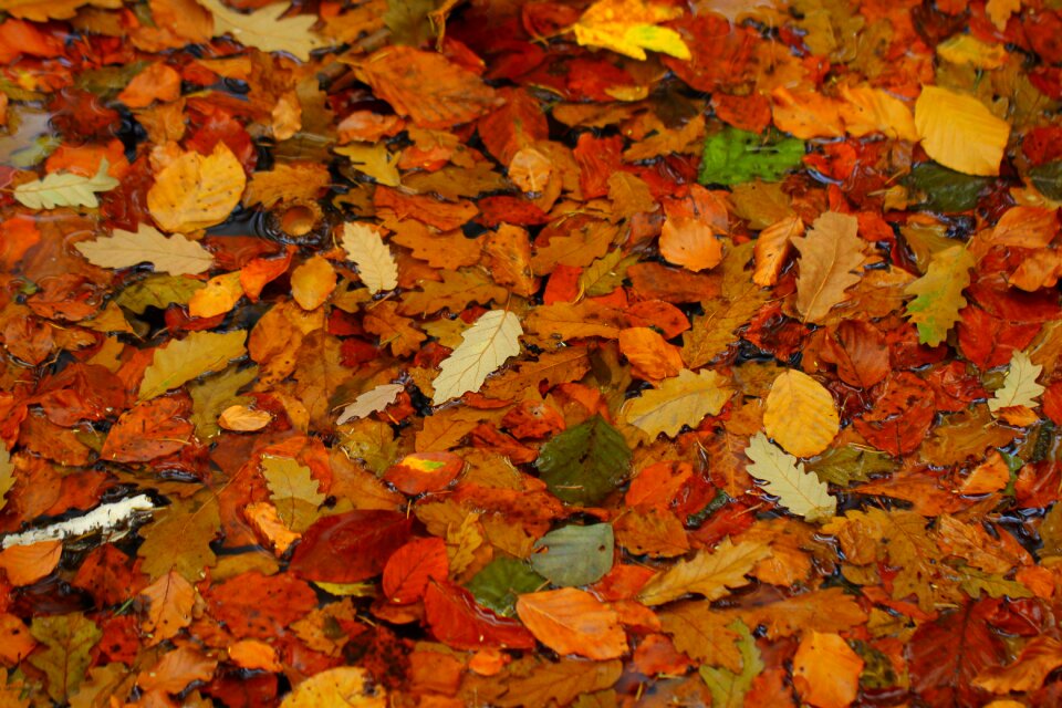Golden autumn colorful seasons