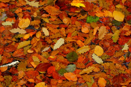 Golden autumn colorful seasons