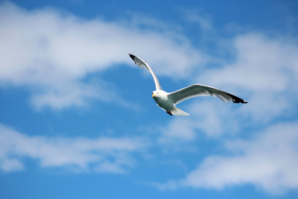 Bird flight outdoors