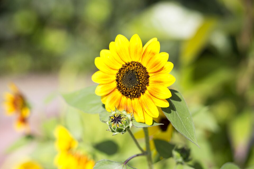 Y yellow blossom