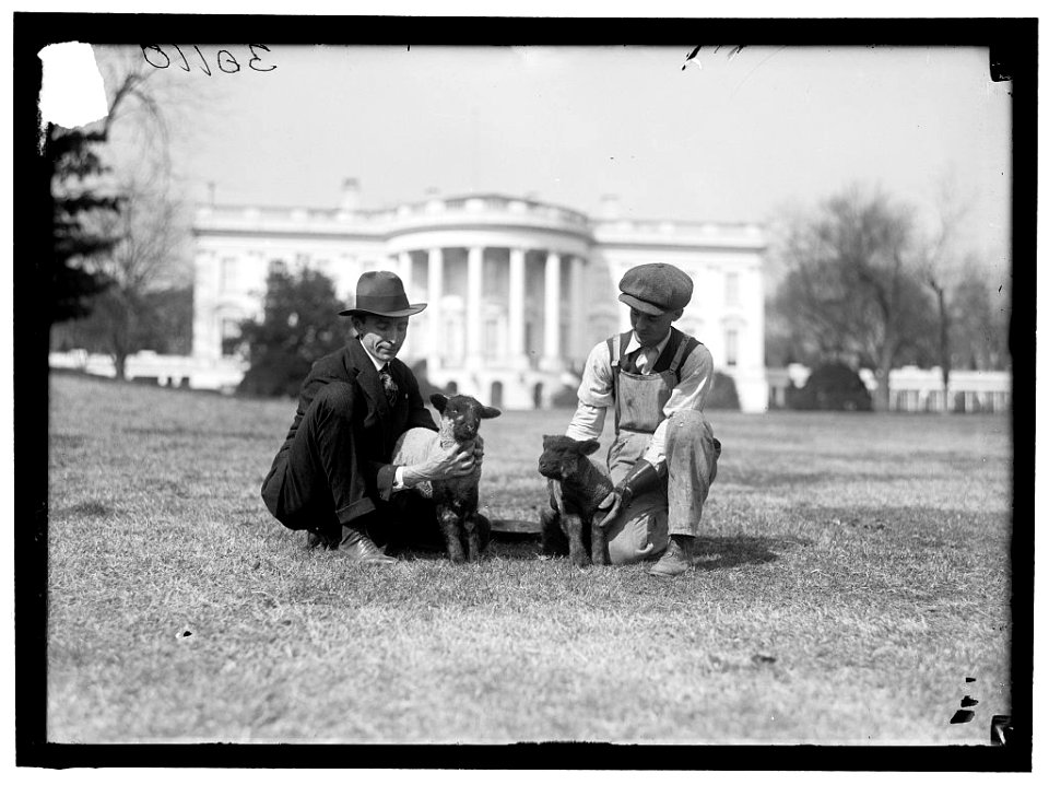 WHITE HOUSE. FEEDING SMALL SHEEP ON WHITE HOUSE LAWN LOC hec.11881