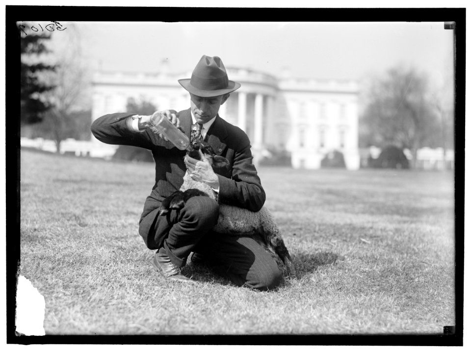 WHITE HOUSE. FEEDING SMALL SHEEP ON WHITE HOUSE LAWN LOC hec.11880