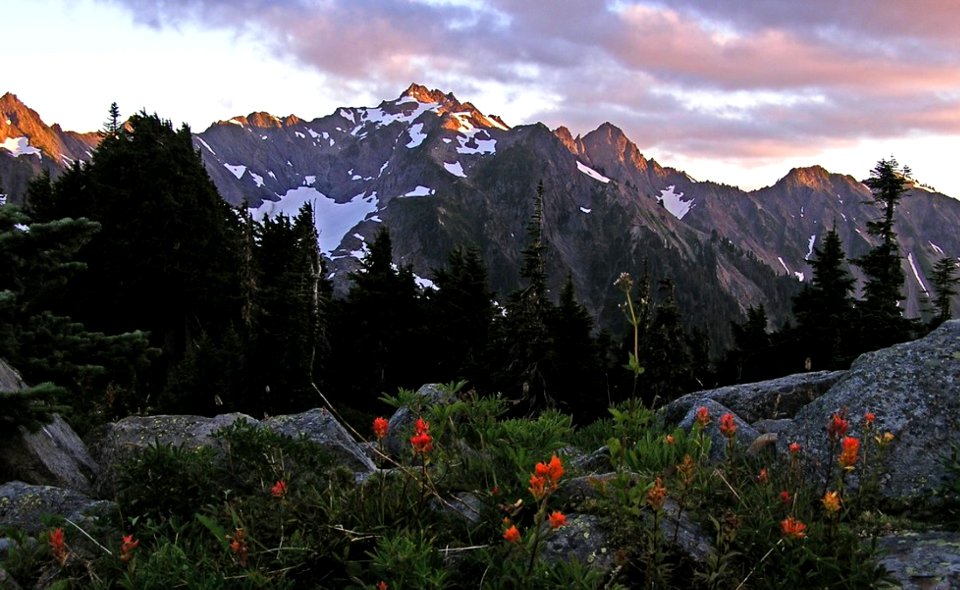 White Mountain & wildflowers