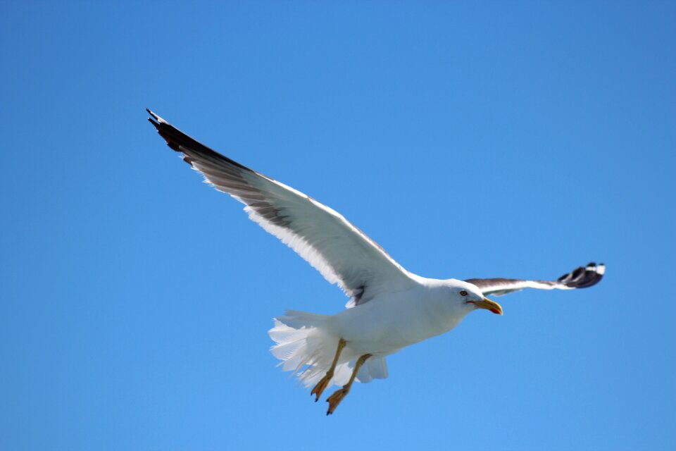 Flight sky wildlife