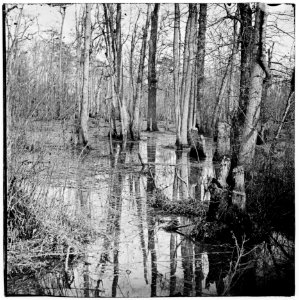 White Oak Swamp, Va. View LOC cwpb.02018