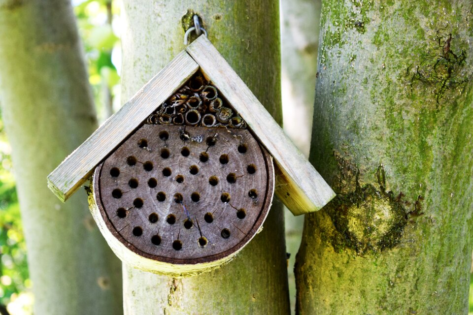 Bees summer pasieka