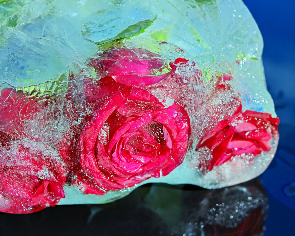 Bright ice rose flower