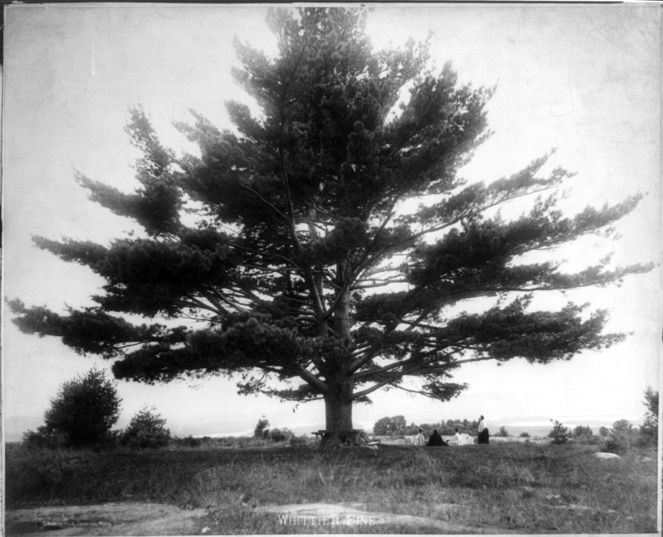 Whittier Pine LCCN2005686614