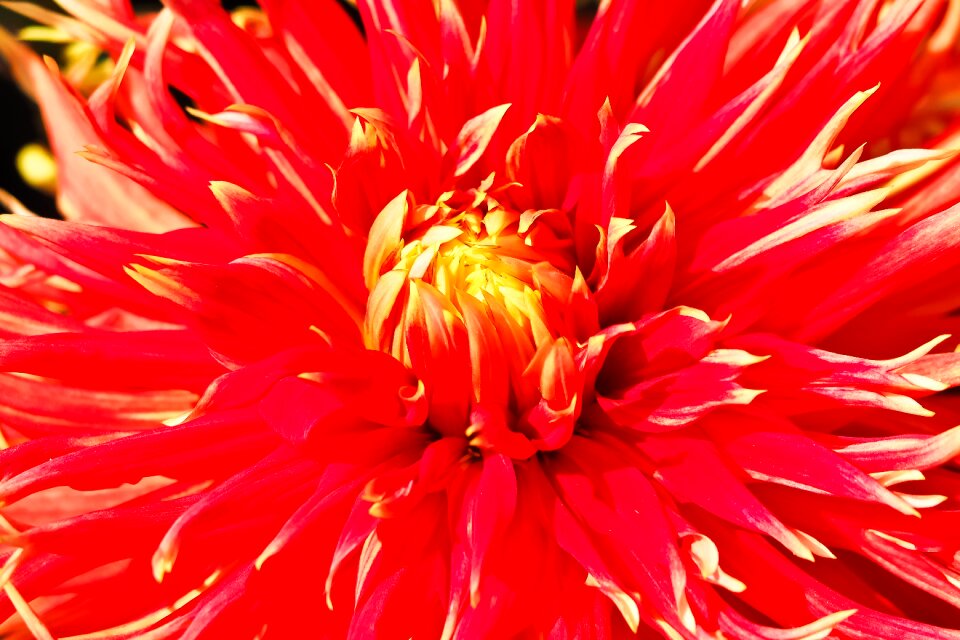 Blossom bloom dahlia garden