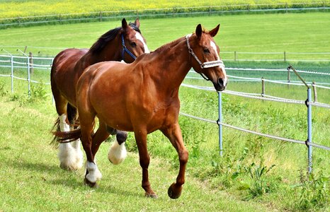 Stallion eat paddock