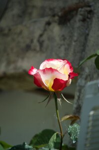 Flower rosebush nature