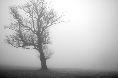 Creepy mysterious forest photo