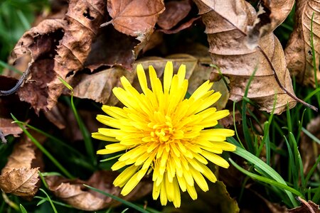Dandelion pointed flower fall leaves photo