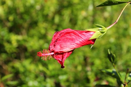 Sinensis close up red photo