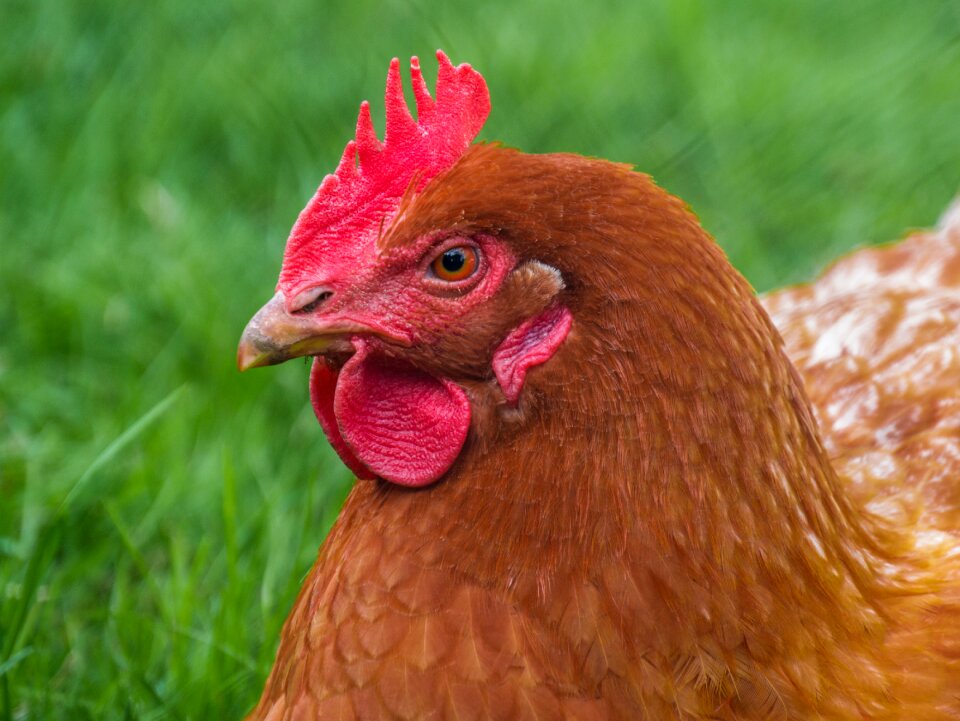 Chicken hen animal portrait