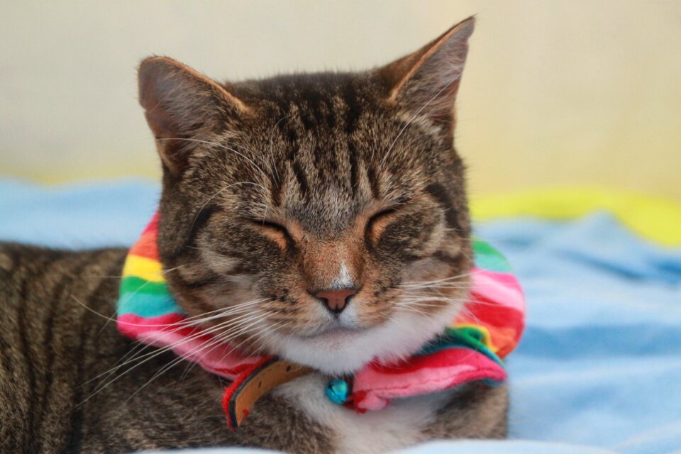 Tabby rainbow brown rainbow