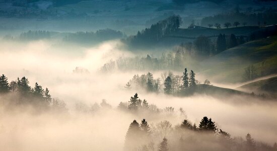 Plant nature view