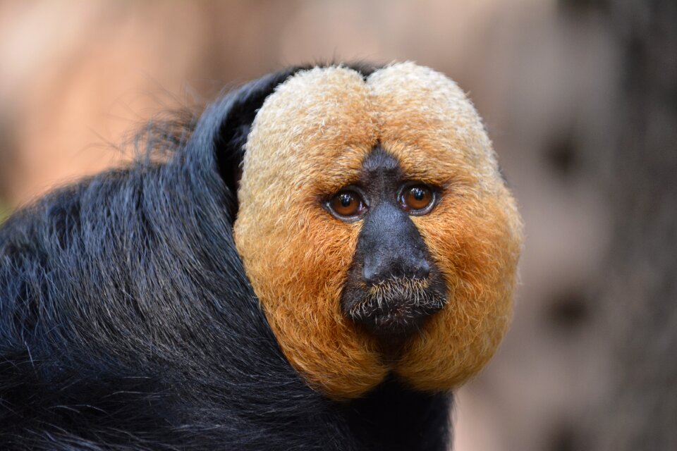 Animal nature mammal