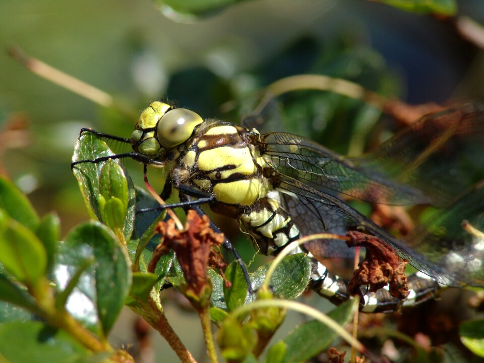 Insect close up summer